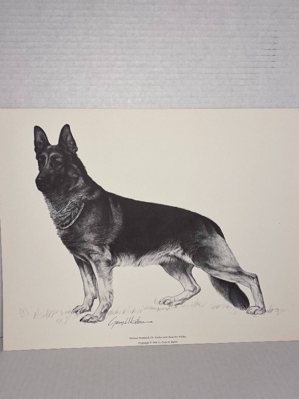 Dog Print of Charcoal Drawing by Gary H Kokes "German Shepard..." 1964